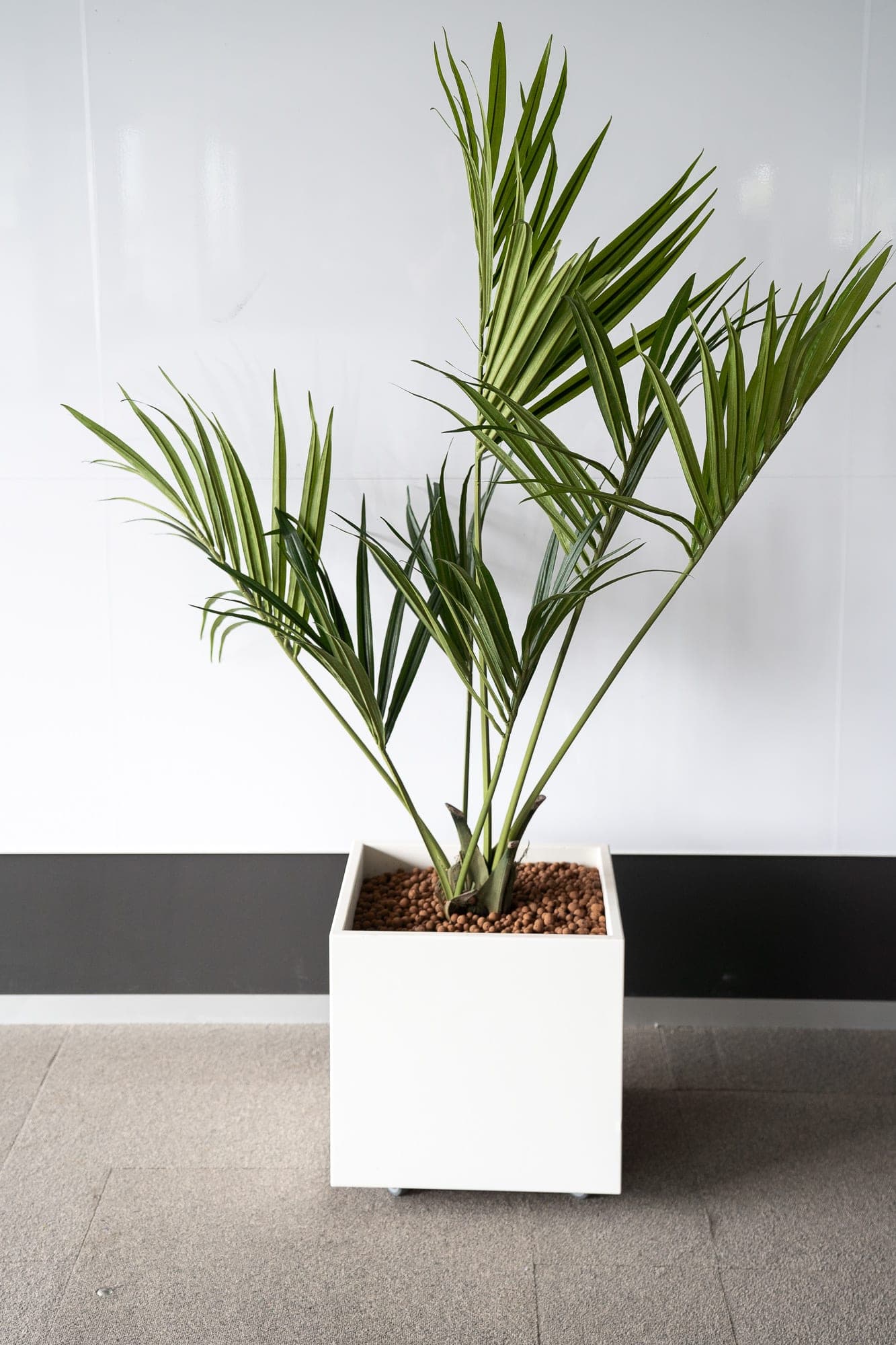 Fake square plants 55cm on wheels - Palm trees