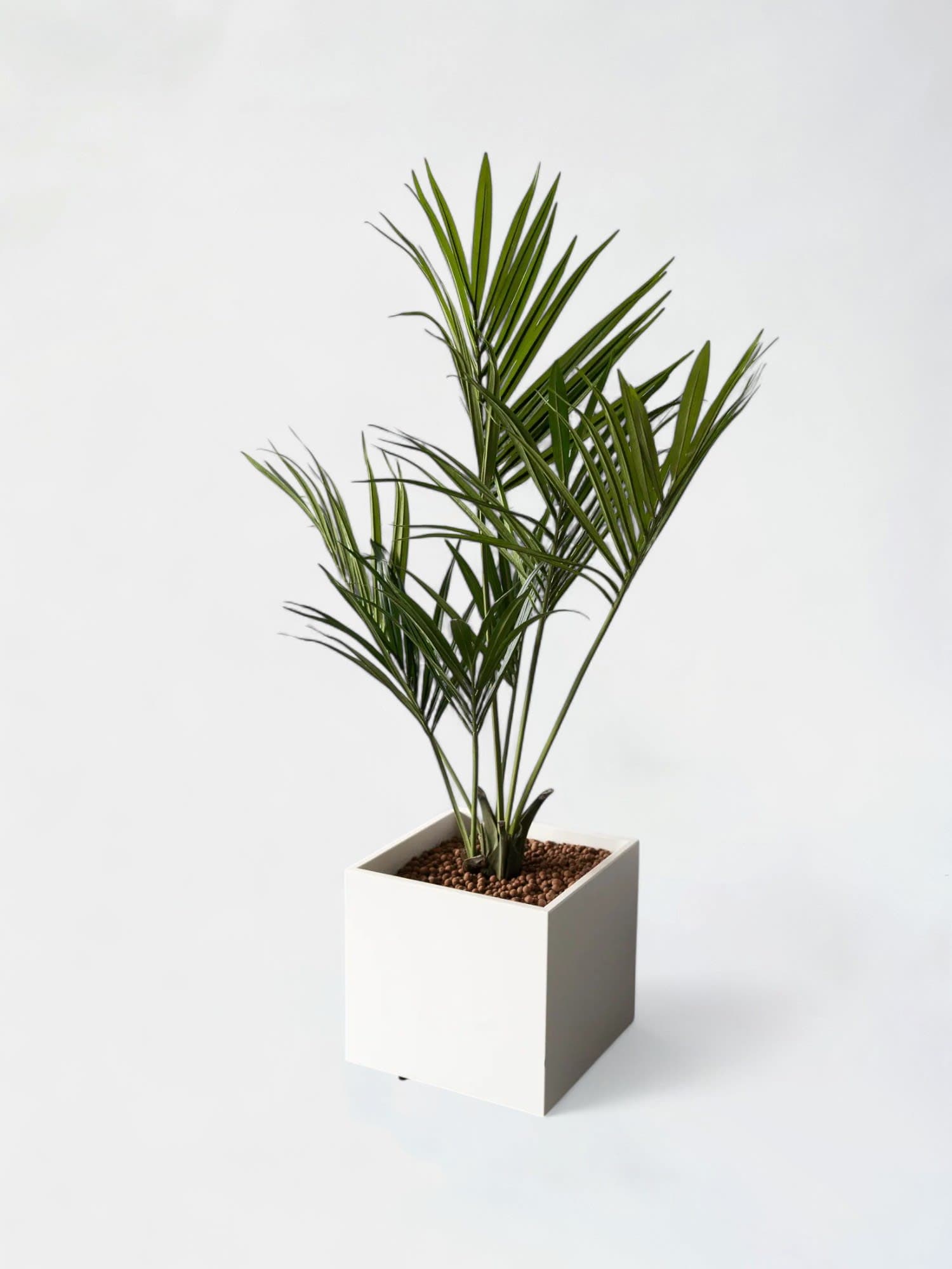 Fake square plants 55cm on wheels - Palm trees