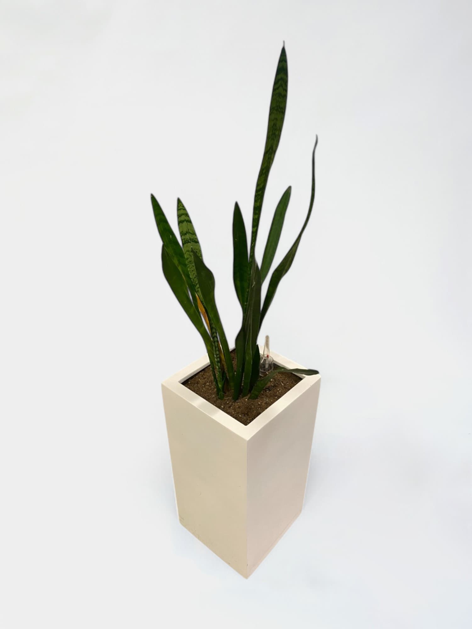 White square pot plant and the Real Plant