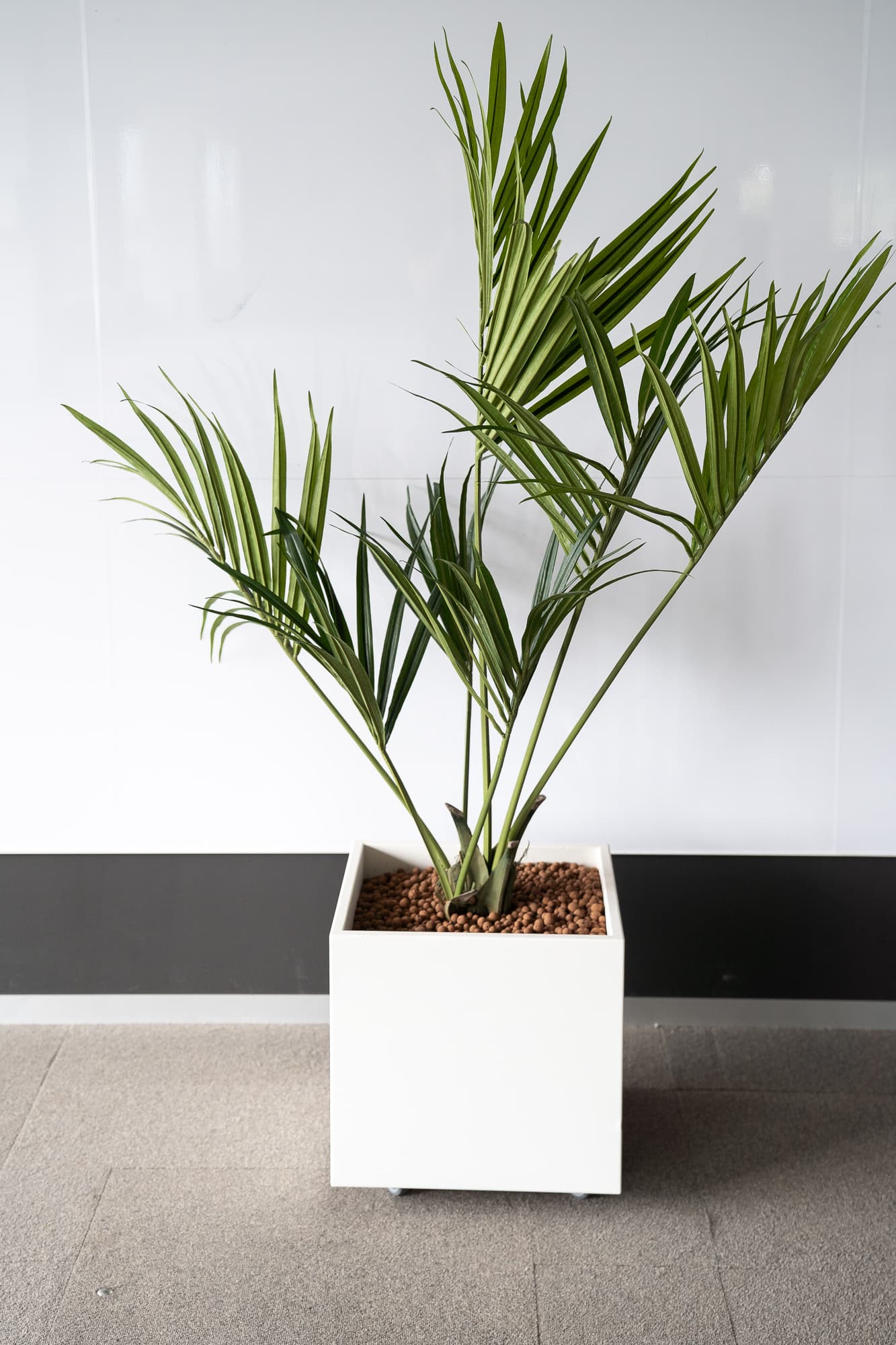 Fake square plants 55cm on wheels - Palm trees